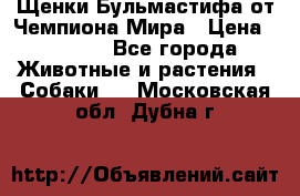 Щенки Бульмастифа от Чемпиона Мира › Цена ­ 1 000 - Все города Животные и растения » Собаки   . Московская обл.,Дубна г.